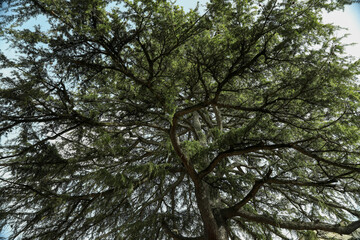 Beautiful conifer tree against sky, low angle view