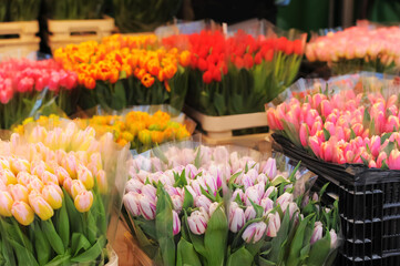Many different colorful tulip flowers at florist shop