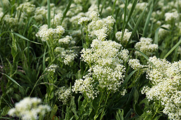 Beautiful white wildflowers growing in field, closeup