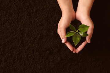 Woman holding seedling over soil, top view. Planting tree