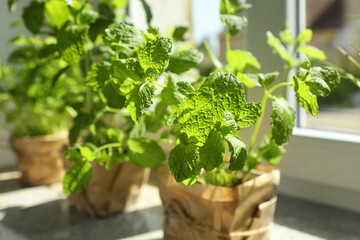 Aromatic potted mint on windowsill indoors, closeup. Healthy herbs