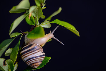 snail with a striped shell on a green leaf on a dark background
