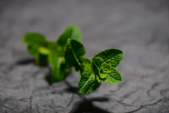 Green Sprig Of Mint On A Gray Background
