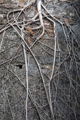 A stroll in Chinatown. The Back Lanes. It's a surprise why only the front of shops are renovated, a look at the dirty side from behind