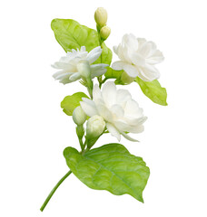 Jasmine flower isolated on white background with clipping path, symbol of Mothers day in thailand