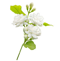 Naklejka na ściany i meble Jasmine flower isolated on white background with clipping path, symbol of Mothers day in thailand