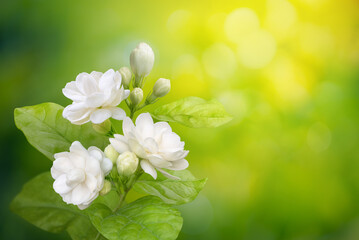 Jasmine flower on leaf green blurred background with copy space and clipping path, symbol of...
