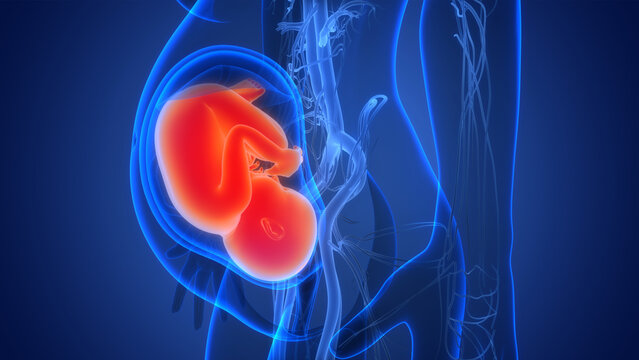 Human Fetus Baby in Womb Anatomy