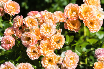 Orange flowers in the garden