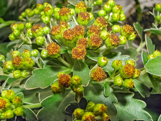 Plant Ajania Pacifica (Latin Name), Perennial Plant, With Blossoming Buds, Close-Up. Background Slightly Blurred