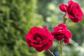 Red roses in the garden