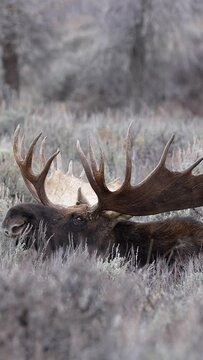 Bull Moose turning head while laying in the brush next to another in the Wyoming wilderness.