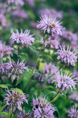 bee balm in the garden