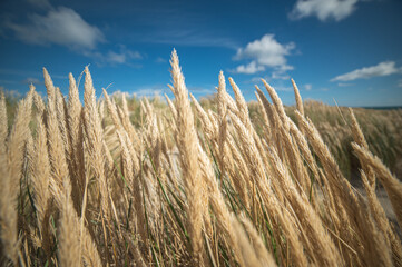 Vegetation at the beach of Denmark. High quality photo