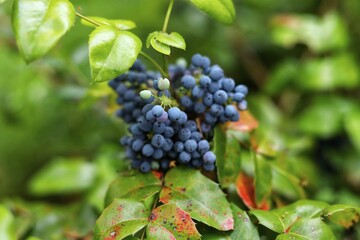 Mahonia aquifolium. Oregon grape, blue fruits, green and red leaves.