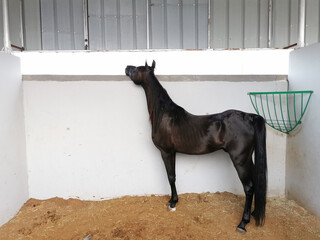 The purebred Arabian horse in Oman Bahla