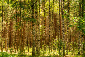 Fototapeta na wymiar Beautiful summer green forest in summer, Belarus