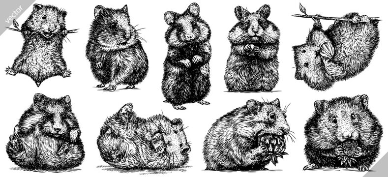 Vintage engrave isolated hamster set illustration ink rat sketch. Wild mouse background line guinea pig art