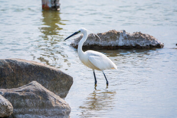 The small white heron or Little egret stands in the lake