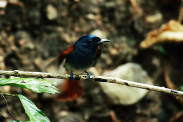  Asian Paradise Flycatcher on a branch