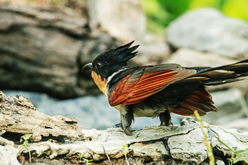 Chestnut-winged Cuckoo in nature