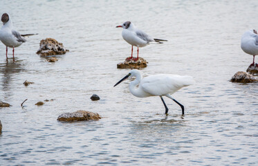 The small white heron or Little egret stands in the lake