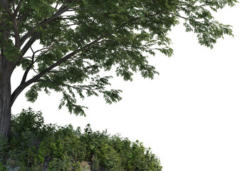 Big trees and shrubs on a white background.