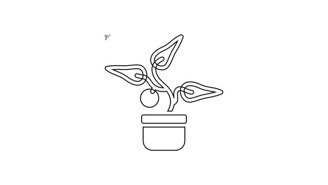 Black line Plant in pot icon isolated on white background. Plant growing in a pot. Potted plant sign. 4K Video motion graphic animation