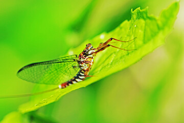 A fly insect on green leaf