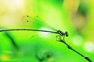 A Dragonfly  on a branch