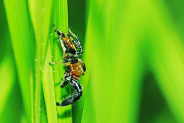 A jumper spider on green leaf