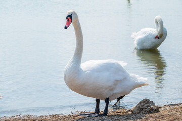 Graceful white Swan with a red beak stands on the bank of a pond