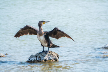 Great cormorant, Phalacrocorax carbo, sits on stone and dries its wings on the wind.