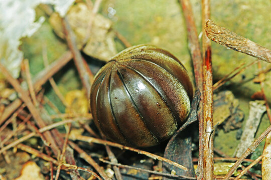 Glomerida in the forest