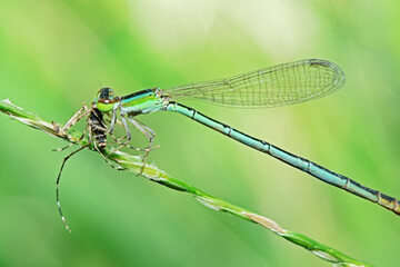 A Dragonfly  and prey on a branch