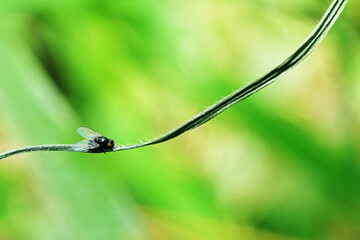 A fly insect on green leaf