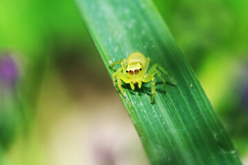 A jumper spider on green leaf