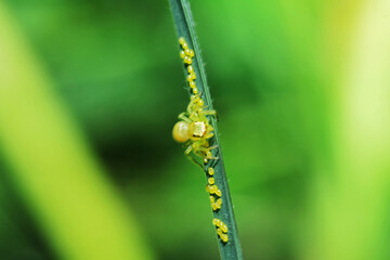 A jumper spider on the nest