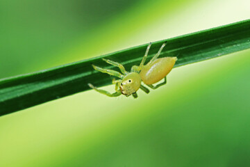 A jumper spider on green leaf