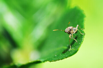 A fly insect on green leaf