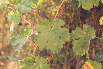 Green leaf close up with selective focus. The beauty of nature, spring or summer background