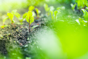 Leaves of a young growing beet close-up on a garden bed