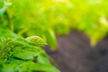 Colorado potato beetle egg-laying close-up on the back of a potato leaf close-up