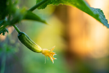 Young germ of cucumber in the vegetable garden close-up. Young growing homemade cucumber in the early morning at sunrise