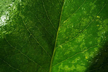 Fototapeta na wymiar Close up macro shot of green leaf