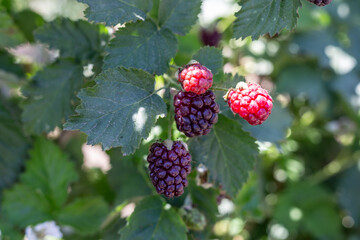 Boysenberry  picked in summer