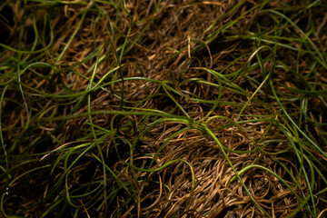 
during the rain all day
taking pictures of playing animals