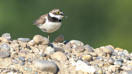 Little Ringed Plover (Charadrius dubius) on the bank of a lake in the South of France