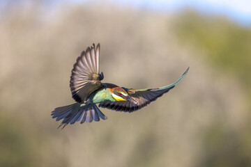 European Bee-eater in flight against trees in pursuit of insects 