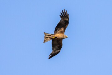black kite in flight in the blue sky
